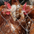 Čtvrté ohnisko newcastleské choroby je v Libereckém kraji, nejúčinnější prevencí je biologická bezpečnost a vakcinace drůbeže
